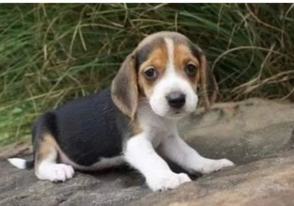 Beagle cuccioli maschio e femmina