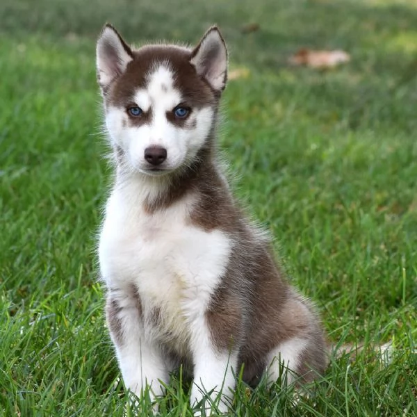  Siberian Husky cuccioli maschio e femmina