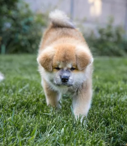 Akita inu cuccioli maschio e femmina