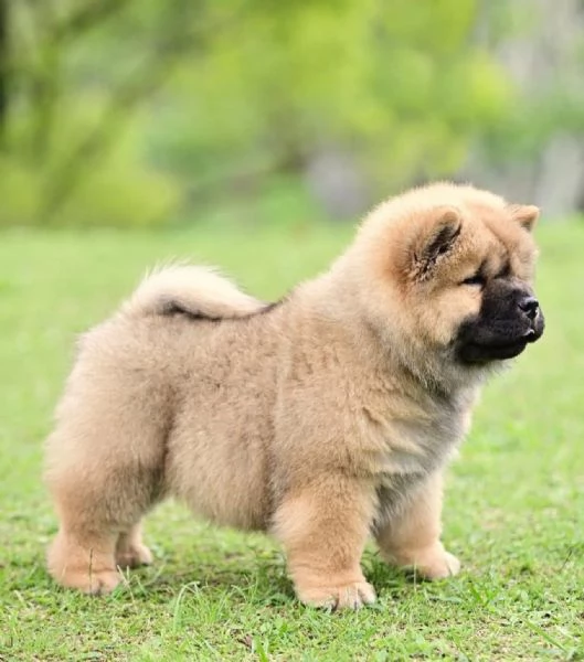 Chow Chow cuccioli maschio e femmina | Foto 0