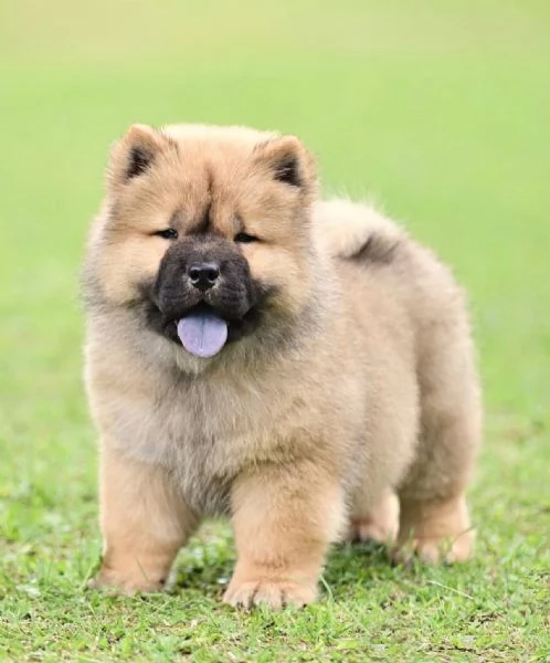 Chow Chow cuccioli maschio e femmina