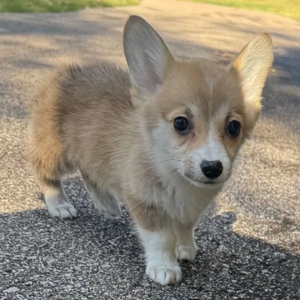 Welsh Corgi cuccioli maschio e femmina | Foto 0