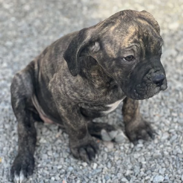 Cane Corso cuccioli maschio e femmina