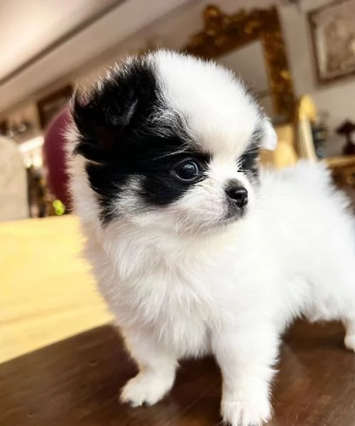  Splitz Pomeranian cuccioli maschio e femmina | Foto 0