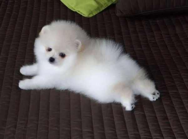  Valpino Pomeranian toy Bianca cuccioli maschio e femmina