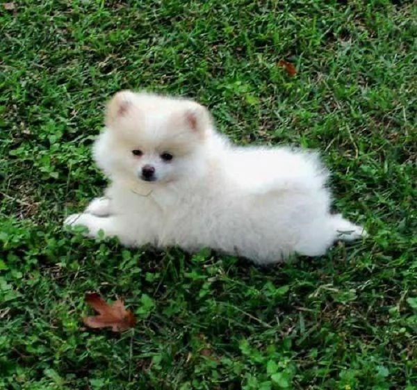  Valpino Pomeranian toy Bianca cuccioli maschio e femmina | Foto 0