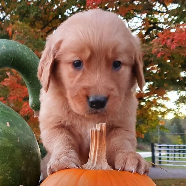 golden retriever cuccioli maschio e femmina | Foto 0