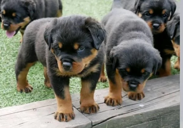 Rottweiler cuccioli maschio e femmina