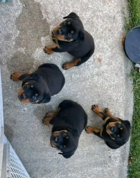 Rottweiler cuccioli maschio e femmina | Foto 2