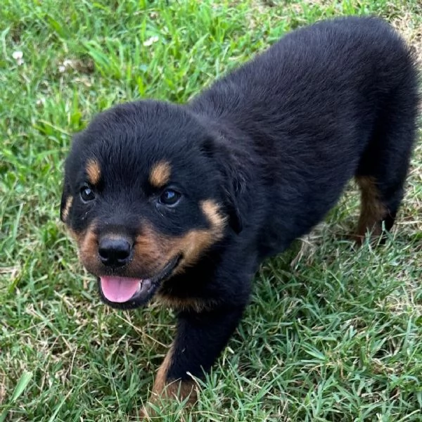 Rottweiler cuccioli maschio e femmina | Foto 1