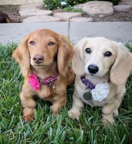 Bassotto nana cuccioli maschio e femmina | Foto 1