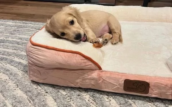 Bassotto nana cuccioli maschio e femmina