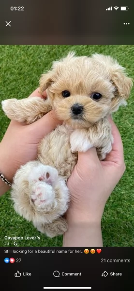 Bichon fries cuccioli maschio e femmina | Foto 0