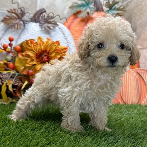 Maltipoo cuccioli maschio e femmina