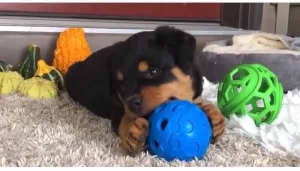 Rottweiler cuccioli maschio e femmina | Foto 0