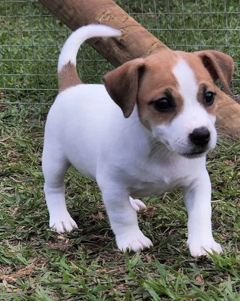 Jack Russell cuccioli maschio e femmina | Foto 0