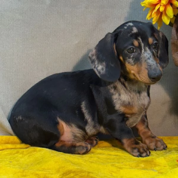 Bassotto cuccioli maschio e femmina