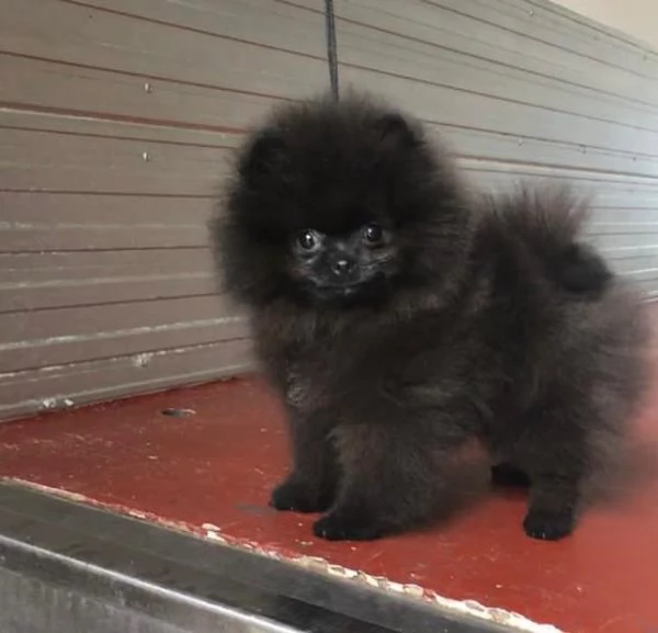 Volpino Pomeranian cuccioli maschio e femmina