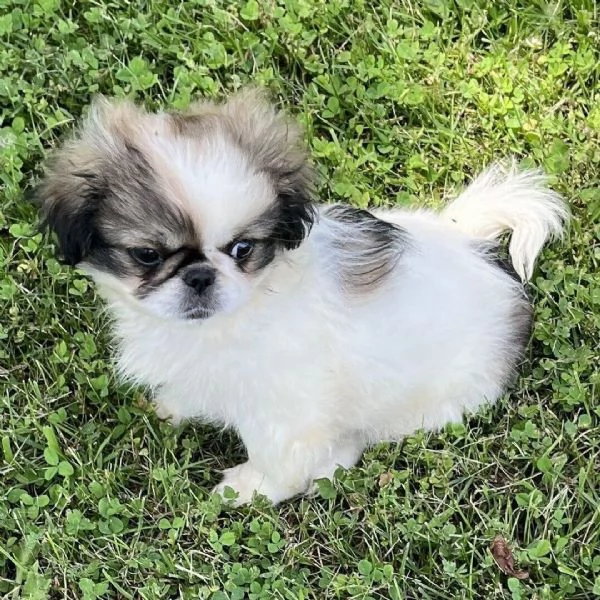 Pechinese cuccioli maschio e femmina | Foto 0