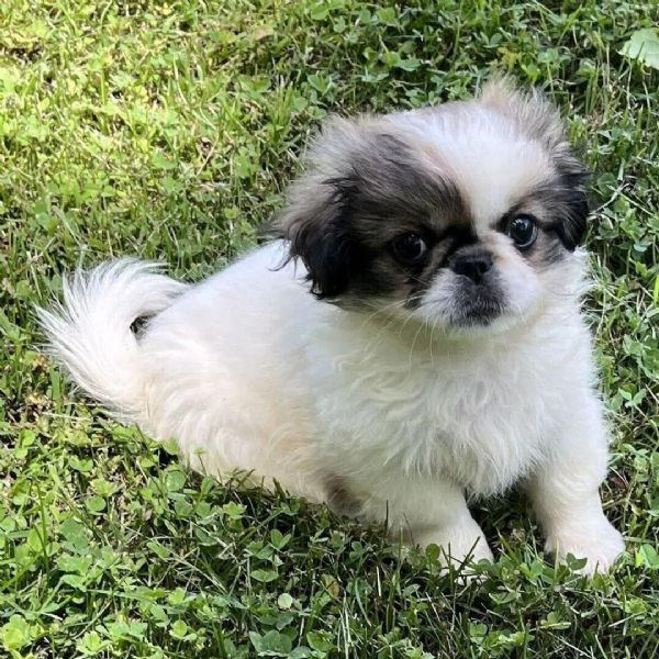 Pechinese cuccioli maschio e femmina