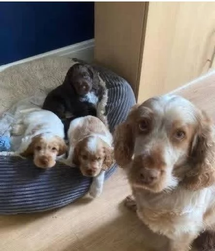 Cocker spaniel cuccioli maschio e femmina