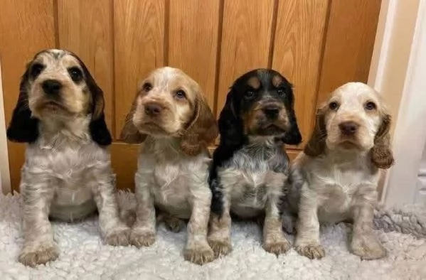 Cocker spaniel cuccioli maschio e femmina | Foto 0