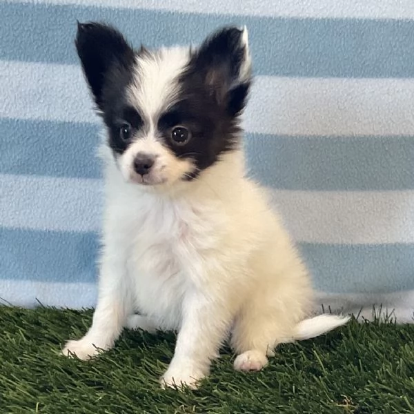 Papillon cuccioli maschio e femmina