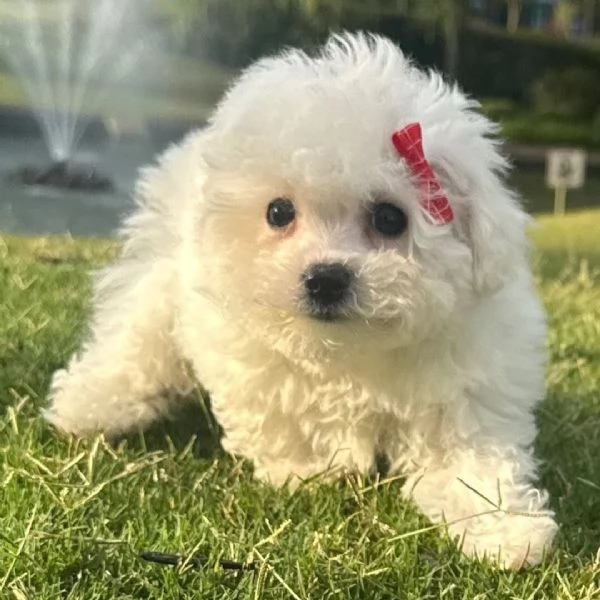 Regalo Bolognese cuccioli maschio e femmina