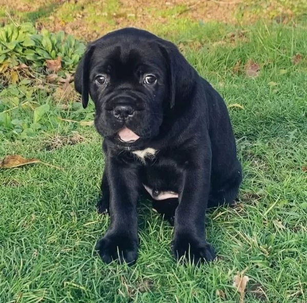 Regalo Cane Corso cuccioli maschio e femmina