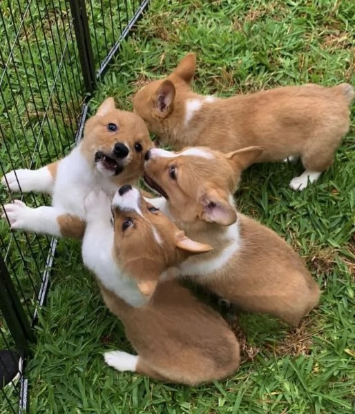 Welsh Corgi cuccioli maschio e femmina