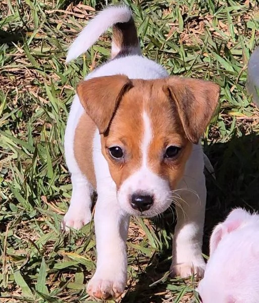 Jack Russell cuccioli maschio e femmina | Foto 0