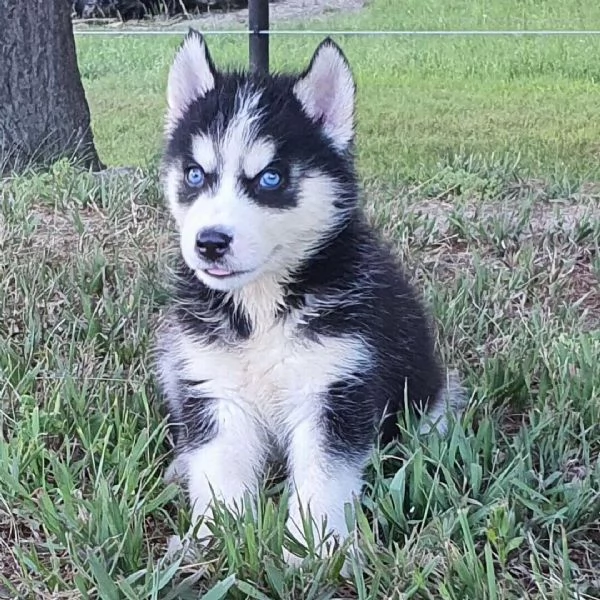 Siberian Husky cuccioli maschio e femmina
