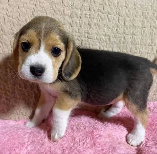 Beagle cuccioli maschio e femmina