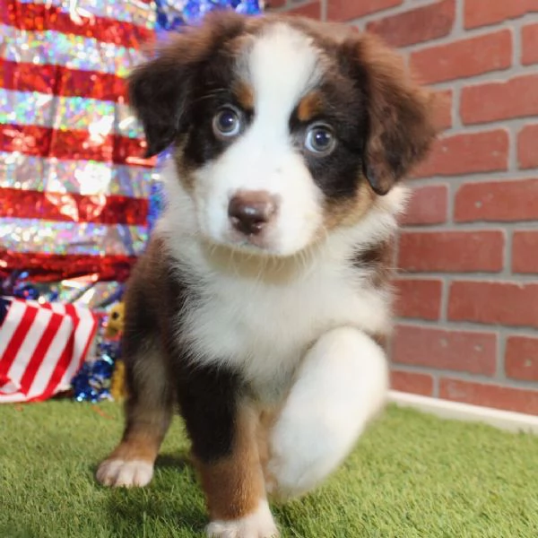 Australian Shepherd cuccioli maschio e femmina