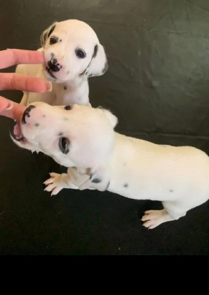 Dalmata cuccioli maschio e femmina