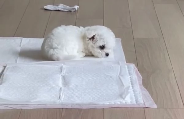 Maltese cuccioli maschio e femmina