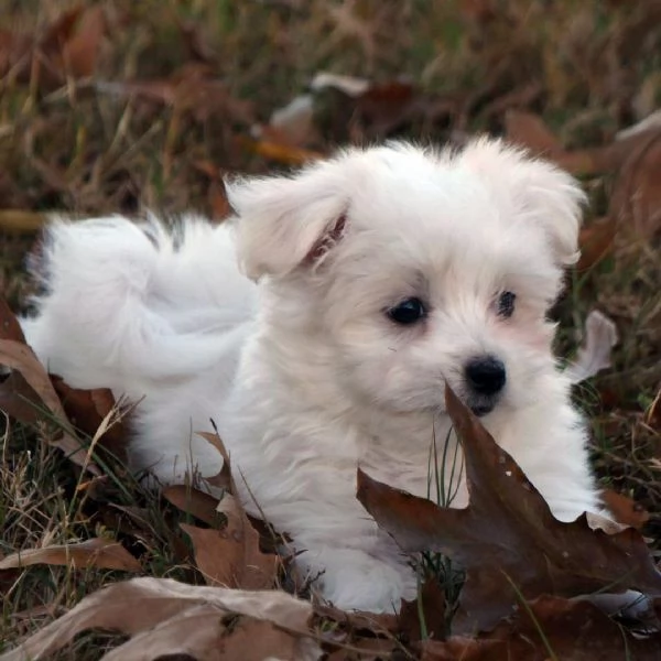 Maltese cuccioli maschio e femmina | Foto 0