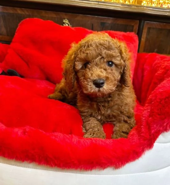 Barboncino cuccioli maschio e femmina