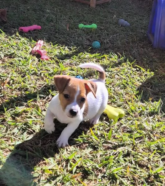 Jack Russell cuccioli maschio e femmina