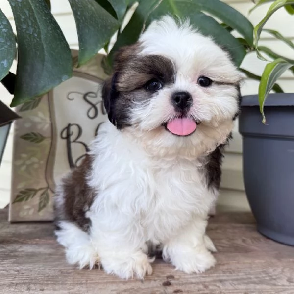ShihTzu Mini Toy cuccioli maschio e femmina | Foto 0