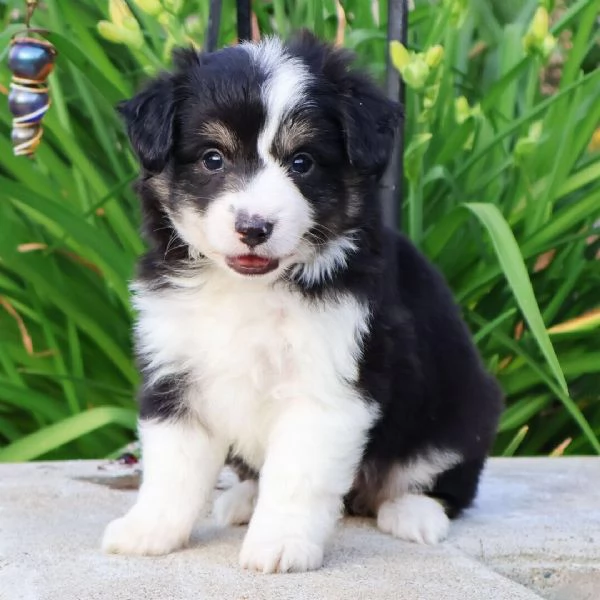 Australian Shepherd cuccioli maschio e femmina