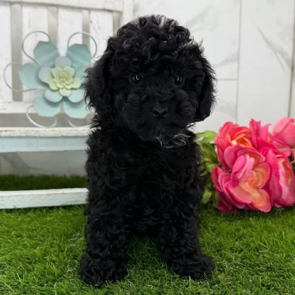 Barboncino cuccioli maschio e femmina