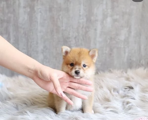 Shiba Inu cuccioli maschio e femmina