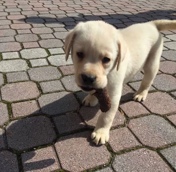 Labrador cuccioli maschio e femmina | Foto 0