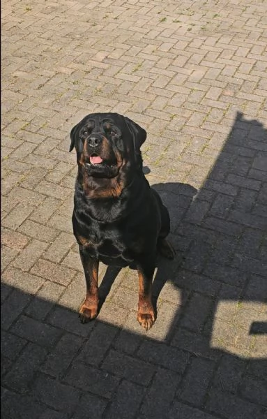Rottweiler  | Foto 5