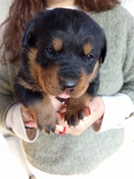 Rottweiler  | Foto 3