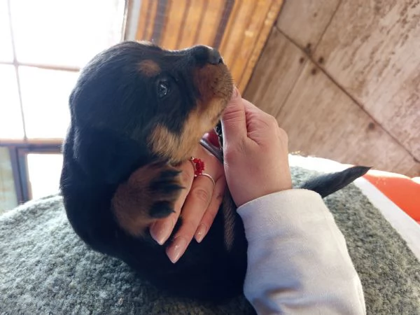 Rottweiler  | Foto 0