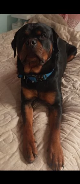 Cuccioli rottweiler 