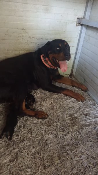 Cuccioli rottweiler  | Foto 6