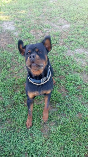 Cuccioli rottweiler  | Foto 5